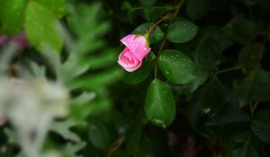 Preview wallpaper rose, bush, flower, bud, drops