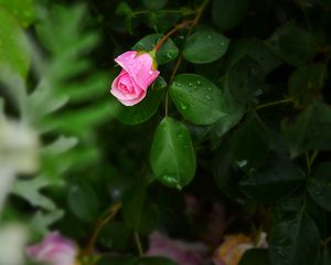 Preview wallpaper rose, bush, flower, bud, drops