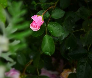 Preview wallpaper rose, bush, flower, bud, drops