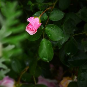 Preview wallpaper rose, bush, flower, bud, drops