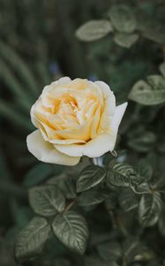 Preview wallpaper rose, bush, flower, bud