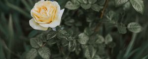 Preview wallpaper rose, bush, flower, bud