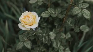 Preview wallpaper rose, bush, flower, bud