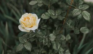 Preview wallpaper rose, bush, flower, bud