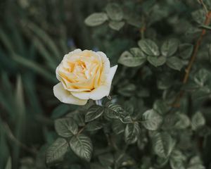 Preview wallpaper rose, bush, flower, bud
