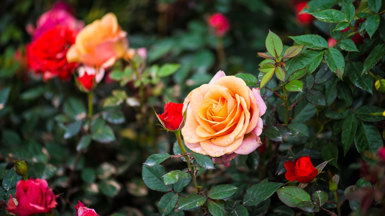 Wallpaper rose, bush, flower, petals