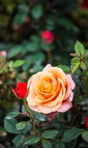 Preview wallpaper rose, bush, flower, petals