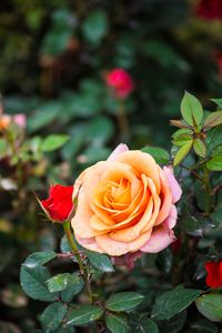 Preview wallpaper rose, bush, flower, petals
