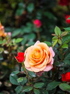 Preview wallpaper rose, bush, flower, petals