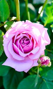 Preview wallpaper rose, bush, flower, bud