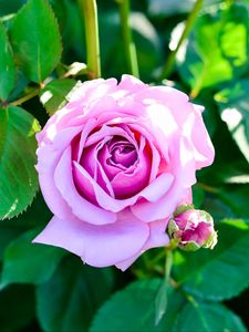 Preview wallpaper rose, bush, flower, bud