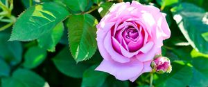 Preview wallpaper rose, bush, flower, bud