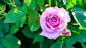Preview wallpaper rose, bush, flower, bud