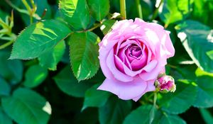 Preview wallpaper rose, bush, flower, bud