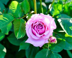 Preview wallpaper rose, bush, flower, bud