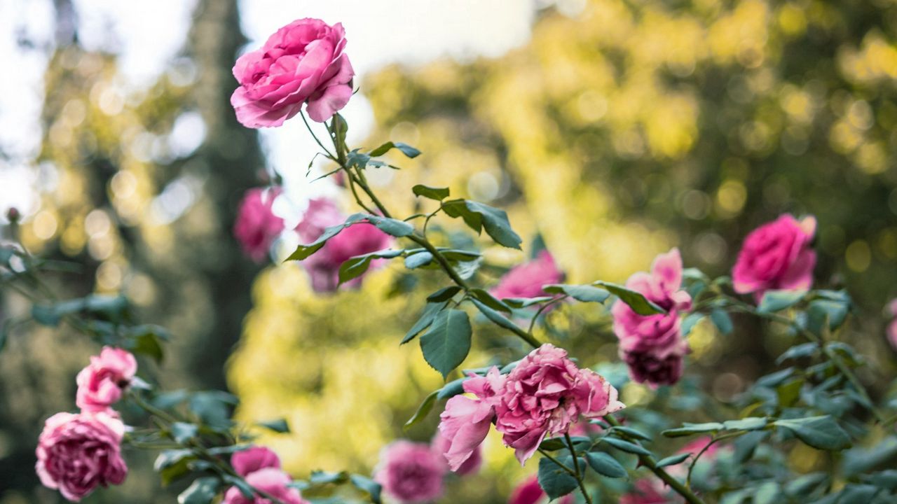 Wallpaper rose, bush, flower buds