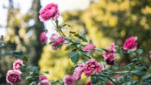 Preview wallpaper rose, bush, flower buds