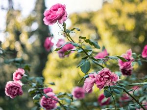 Preview wallpaper rose, bush, flower buds