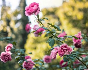 Preview wallpaper rose, bush, flower buds