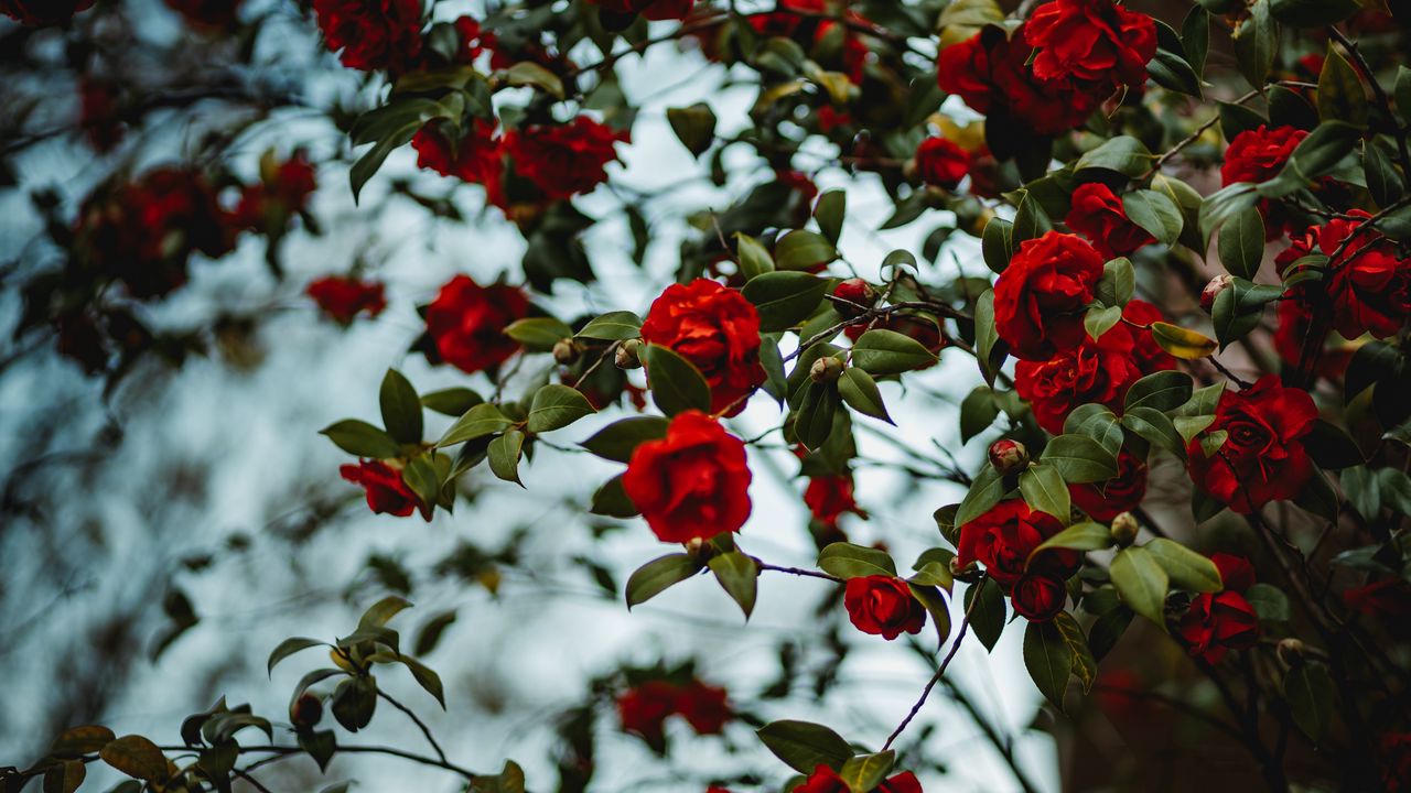 Wallpaper rose, bush, flowering