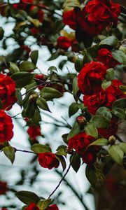 Preview wallpaper rose, bush, flowering