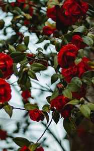 Preview wallpaper rose, bush, flowering