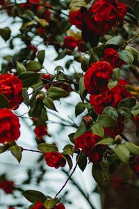 Preview wallpaper rose, bush, flowering