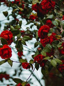 Preview wallpaper rose, bush, flowering