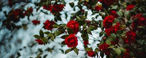 Preview wallpaper rose, bush, flowering