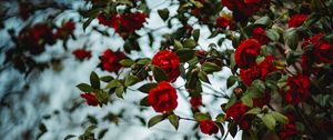 Preview wallpaper rose, bush, flowering
