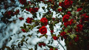Preview wallpaper rose, bush, flowering