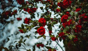 Preview wallpaper rose, bush, flowering