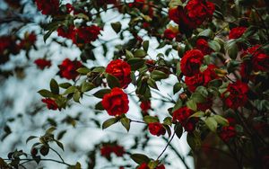 Preview wallpaper rose, bush, flowering