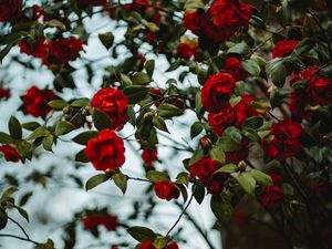 Preview wallpaper rose, bush, flowering