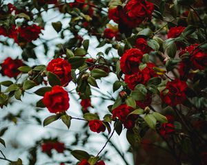Preview wallpaper rose, bush, flowering