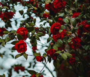 Preview wallpaper rose, bush, flowering