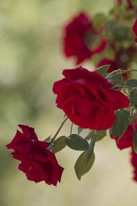 Preview wallpaper rose, bush, flowers, buds