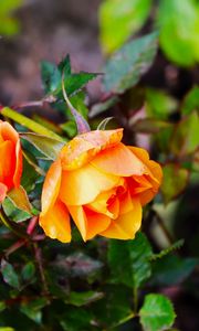 Preview wallpaper rose, bush, flowers, leaves