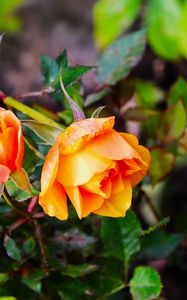 Preview wallpaper rose, bush, flowers, leaves