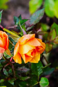 Preview wallpaper rose, bush, flowers, leaves