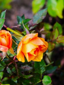 Preview wallpaper rose, bush, flowers, leaves