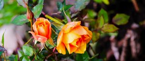 Preview wallpaper rose, bush, flowers, leaves