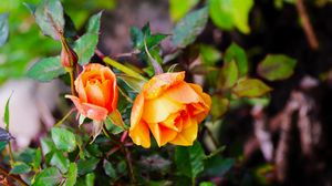 Preview wallpaper rose, bush, flowers, leaves