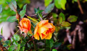 Preview wallpaper rose, bush, flowers, leaves