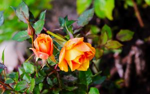 Preview wallpaper rose, bush, flowers, leaves