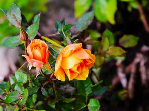 Preview wallpaper rose, bush, flowers, leaves