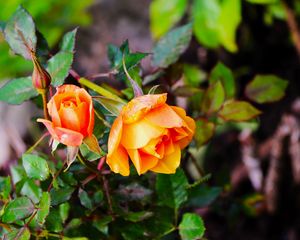 Preview wallpaper rose, bush, flowers, leaves