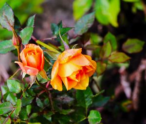 Preview wallpaper rose, bush, flowers, leaves