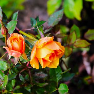 Preview wallpaper rose, bush, flowers, leaves