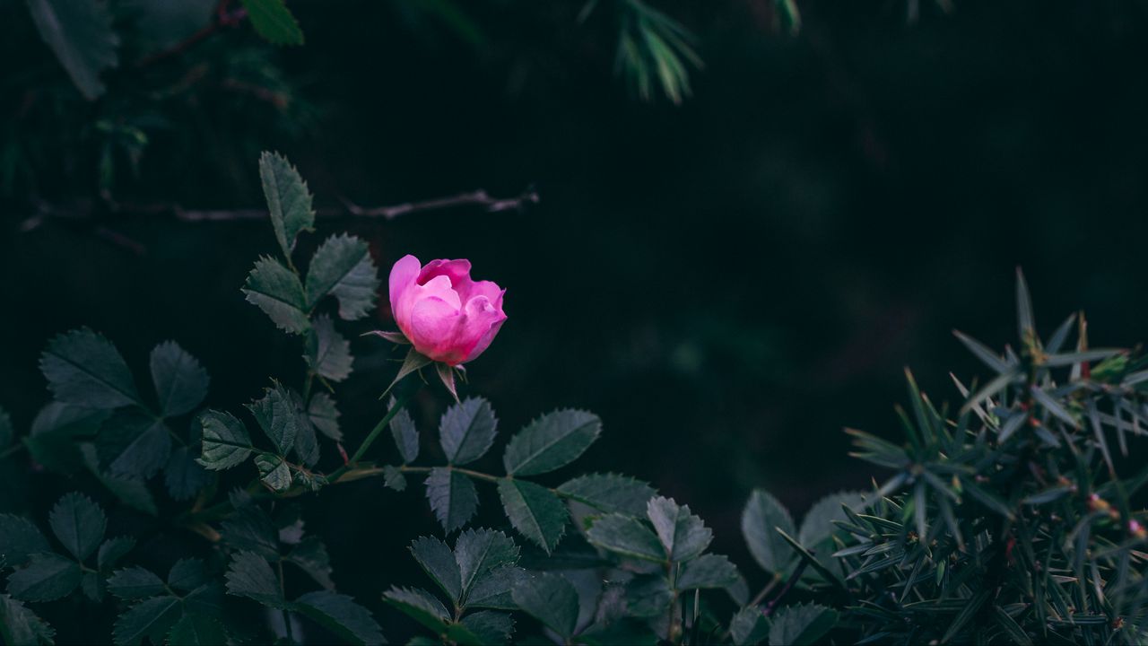 Wallpaper rose, bush, garden, pink, leaves